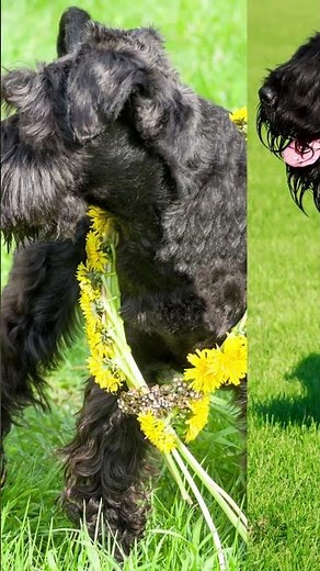 Kerry Blue Terrier: The Dazzling Beauty and Charismatic Personality Unveiled!