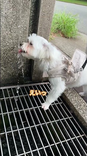 犬が苦手な網々を克服する瞬間 #マルチーズ #子犬 #maltese #puppy #可愛い #犬のいる生活