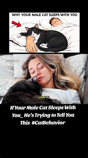 What Your Male Cat Means When He Sleeps With You