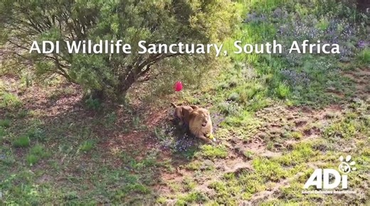 THANK YOU & HAPPY CHRISTMAS FROM ADI. Enjoy this year’s Christmas treats from the ADI Wildlife Sanctuary in South Africa. This video doesn’t just represent our Sanctuary but also the happy lives made possible by the ADI teams in the US, UK, Peru and Colombia. Thanks to ADI’s evidence and campaigns for circus bans around the world, these animals, and many others, would still be in cages. Our thanks to everyone who has supported us and given these circus and pet trade survivors a happy Christmas, 