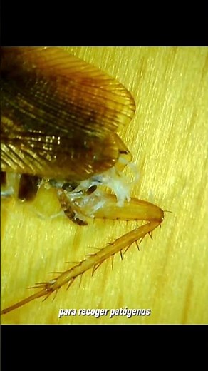 This is what a COCKROACH looks like under a MICROSCOPE 🔬