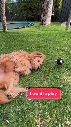 Magpie and Dog Playing | Unlikely Animal Friends