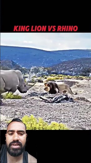 The lion king vs Rhino 🔥 #trending #lion #viral #shortvideo #animals #wildlife #wildanimals #rhino