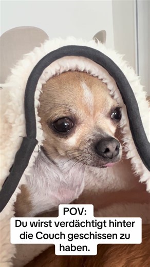 Chihuahua's Funny Couch Suspicion Moments