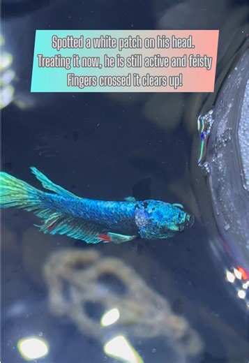 Understanding Betta Fish Behavior and Care