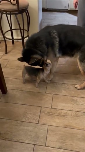 Yorkie gives German shepherd a kiss
