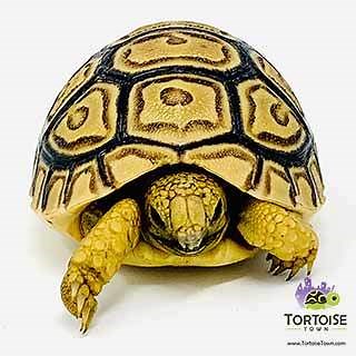 Baby tortoise for sale