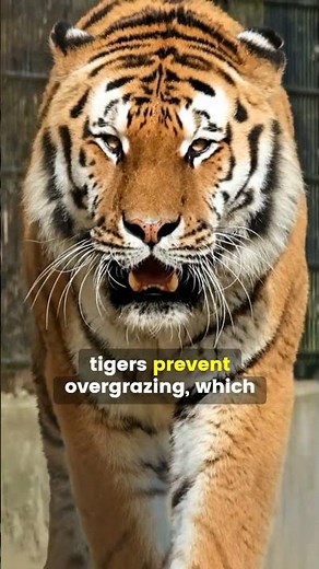 Why Tigers Are Important for the Ecosystem: The Striped Truth