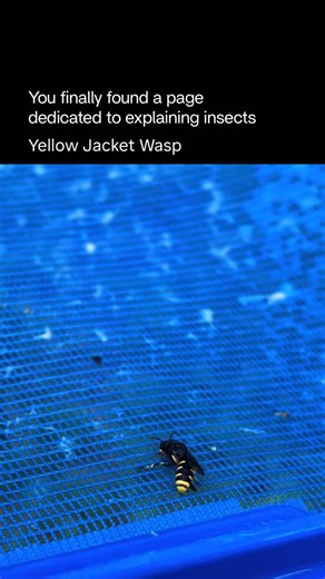 Explaining Insects 🦋 on Instagram: "The yellow jacket wasp is a highly social, aggressive wasp known for its black-and-yellow warning colors, fast flight, and strong defensive behavior. Unlike bees, yellow jackets can sting multiple times, especially when their nest is threatened. They live in large colonies, usually underground or inside walls, and are extremely territorial. Yellow jackets are opportunistic feeders—they hunt insects and scavenger protein and sugar, which is why they’re often s