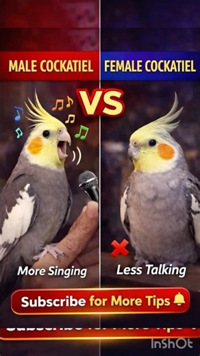 #2 Male Cockatiel zyada seeti aur singing karta hai, female kam bolti hai #monitization #birds