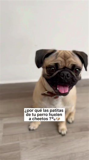 How to Get Rid of Cheetos Smell in Dogs' Paws | Pug Care Tips