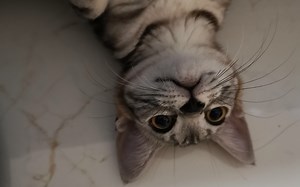 【大er朵图图】猫咪第一次碰到猫薄荷棒棒糖，主人被萌哭