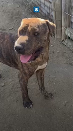Acompañen a la tía Bío Bío a ver esta emotiva historia con un final feliz 🥰😍 Un auditoria nos envió este video donde un hombre se reencuentra con sus dos perritos, después perderse tras los incendios que afectaron la región de Valparaíso. En el registro se puede ver cómo las mascotas, que se encontraban en el @refugiodhermes Dhermes, se ponen felices al reecontrarse con su dueño. | Radio Bio Bio
