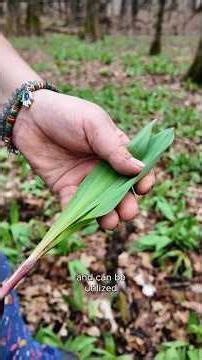 Foraging and Identifying Ramps in Dakota Makoce #foraging #indigenousknowledge #languagelearning
