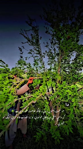 Opening Tree Branches with Naeemat Pashtoon - Part 4