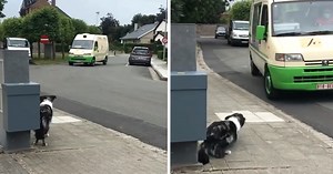 Border Collie Hears The Ice Cream Man And Gets In Position For Their Routine