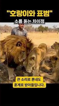 사육사도 포기했다.. '호랑이와 표범' 소름 돋는 차이점 ㄷㄷ #동물 #동물지식 #표범 #호랑이 #사자