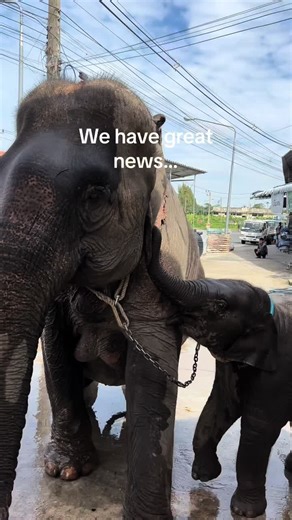 We have great news…Baby Carrot and her momma made it safe to Following Giants! Baby Carrot is the youngest elephant Planting Peace has ever rescued… just 8 months old. Can’t thank you all enough for helping me free elephants! Follow if you want to help free more elephants! -Aaron (please note they’re both in quarantine at the sanctuary.) @FOLLOWING GIANTS