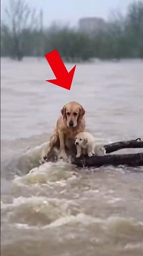 Dog rescue: the courage of heroes amidst devastating floods #dog #rescue #pets