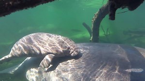 Now who doesn’t love a smiling manatee face? Your purchases through Amazon Smile makes this possible! Save the Manatee Club works on many levels to protect manatees and their aquatic habitat. We make sure that Lemon and her calf Lime (in this video) have a safe refuge to come home to in the winter. We advocate for slow and idle speed zones so when Lemon goes out to feed and show Lime their travel corridors they can do so safely. Since Lime was born in the winter time, which is a hard time for li