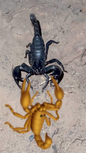 Scorpions and scorpions #nature # #insects #dogs #animals #nothingimposibleinthisworld #dogs