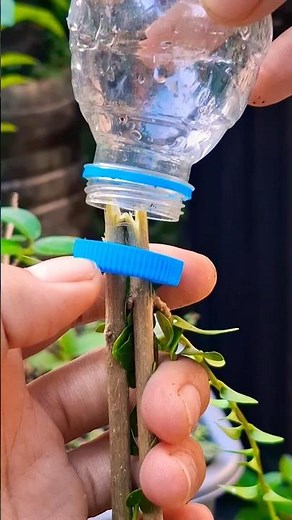Simple air layering technique 🌱 #bonsai #airlayering #grafting #gardening #plants