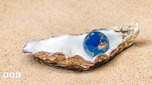 Why are oysters so important to UK seas?