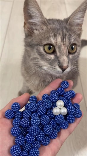 Calm Reverse Motion with Cats