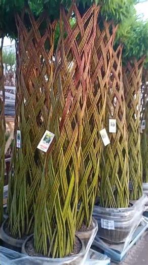 #Willow