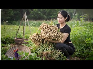 Full View of Peanut Harvest - Bumper Crop Season in the Countryside | Farm Vlogs