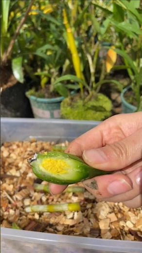 Simple method! propagation dendrobium nobile plant