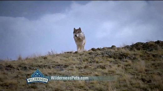 Blue Buffalo BLUE Wilderness TV Spot, 'Wolf Dreams: Savings'