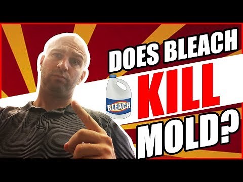 Does Bleach Kill Mold? 🤔 Don't Make This Simple Mistake!