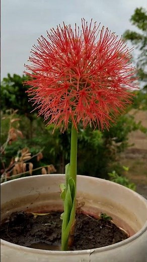 nTitle: Nature’s Vibrant Fireball: The Blood Lily