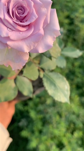 Ocean song 💎 | Jason Roses