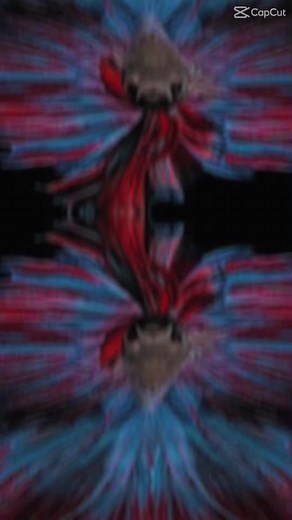 គណនីដែលបានណែនាំ