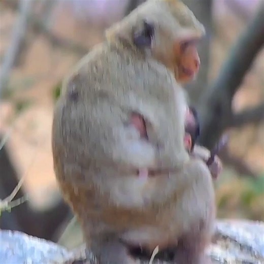 1.9K views · 64 reactions | Tiny young mom macaque monkey hugs newborn baby carefully | Monkey BC | Facebook