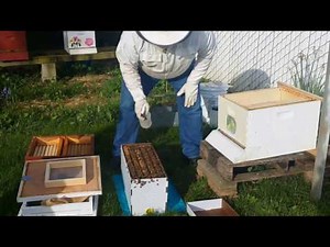 Nuc Hive Installation 5 Frame