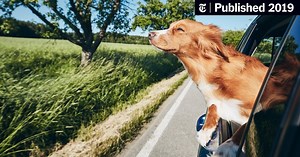 Dogs in Cars, Getting There Safely