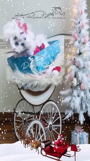 Let’s give up for Baby Heartley’s Christmas Story with her itty bitty Santa self. She has the flattest little face, huge eyes and the shortest little legs, only 1 1/2 pounds at 14 weeks. A #livingdoll #koreanmaltese #disneyinspired #teacupmaltese #malteseofinstagram #littlerascalyorkies #maltesepuppy #luxurylifestyle #precious | Little Rascal Yorkies & Magnum Opus Maltese