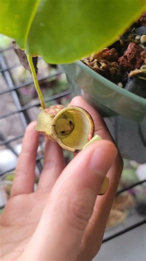 Frog Living Inside My Carnivorous Pitcher Plant?! 🐸 #nepenthes #carnivorousplants