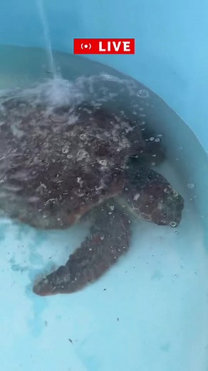 Live Patient Update from The Turtle Hospital