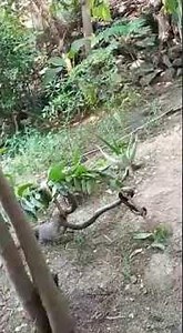 Python kills mongoose #natgeo #wildlife #snake #mongoose #snakevsmongoose