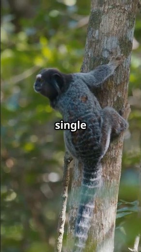 5 Fun Facts About Marmosets!