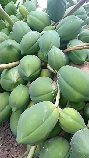 Tree fall of fruits #short #shortvideo