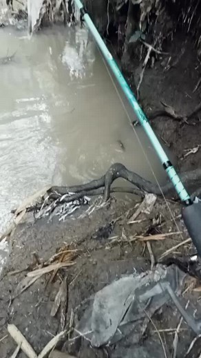 Python Slithering Through Muddy Waters
