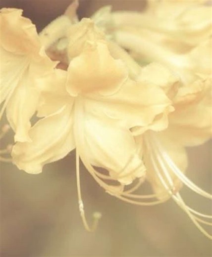 Exploring Max Mayfield's Journey in Stranger Things