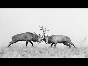 Drawing two deer fighting with pencils | Realistic and easy drawing