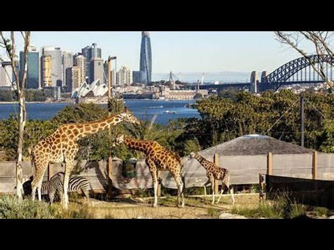 Taronga Zoo full tour