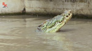 112K views · 139 shares | Coyote feeds a GIANT Saltwater Crocodile! The Saltwater Crocodile is the largest reptile in the world and has one seriously powerful CHOMP! Watching them feed is beyond impressive and Coyote will attempt to show you what this looks like first hand! | Coyote Peterson | Facebook